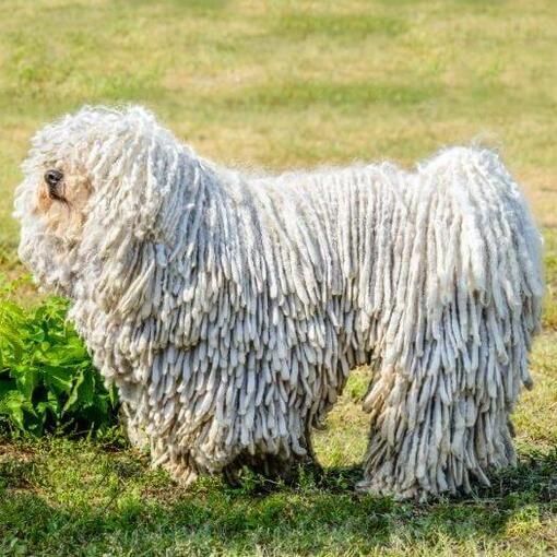 Komondor op  het veld