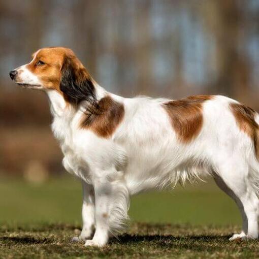 Kooikerhondje staat in de tuin op een warme zomer dag