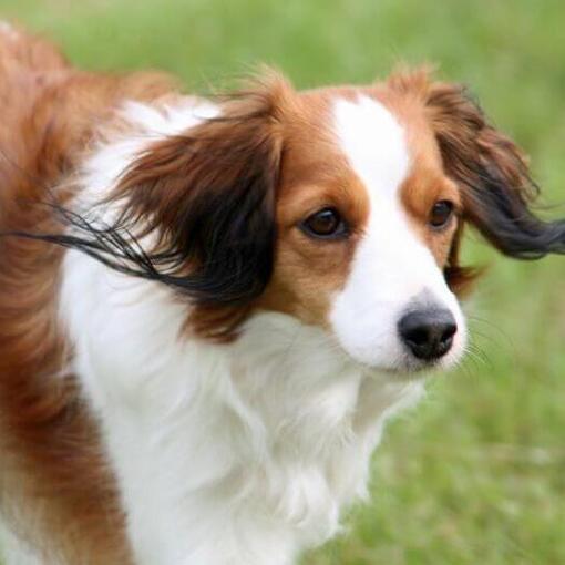 Kooikerhondje speelt in de tuin