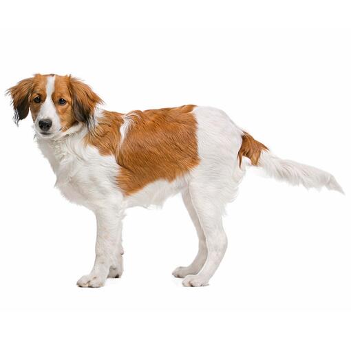 Kooikerhondje Hondenras