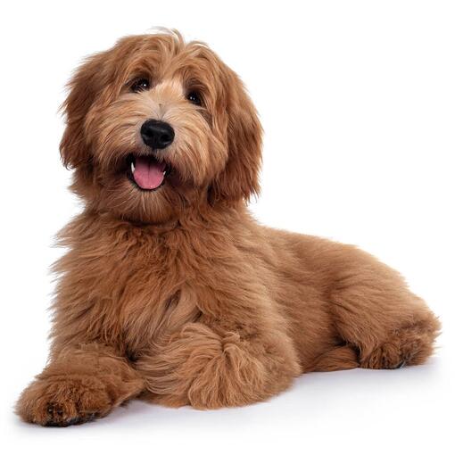 Labradoodle Hondenras