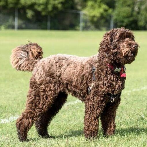 grote bruine hond staat op het grasveld