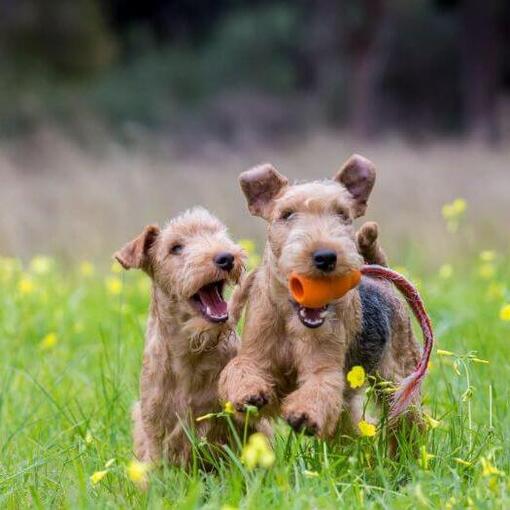 twee Lakeland Terriërs spelen samen