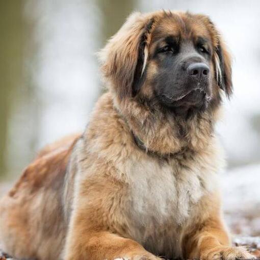 Leonberger ligt vlakbij een besneeuwd bos