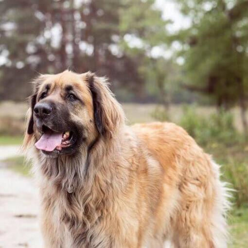Leonberger staat op een pad naar het bos