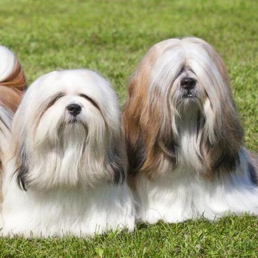 Drie Lhasa Apso honden liggen op het gras