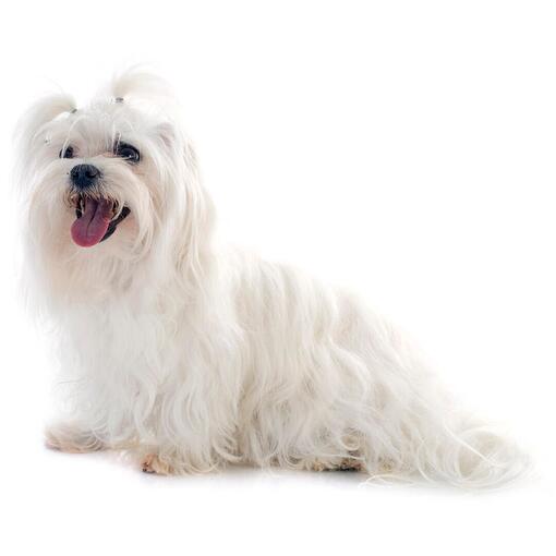 Maltezer Hondenras