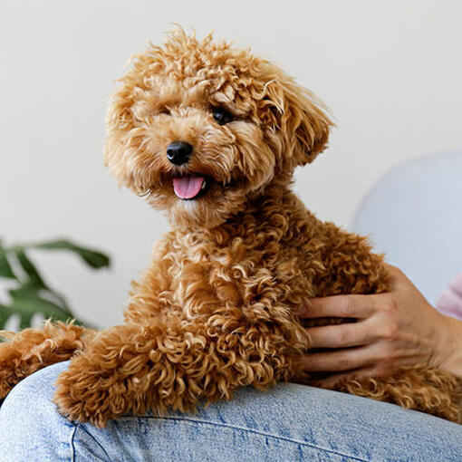 Maltipoo hond staat op de bank