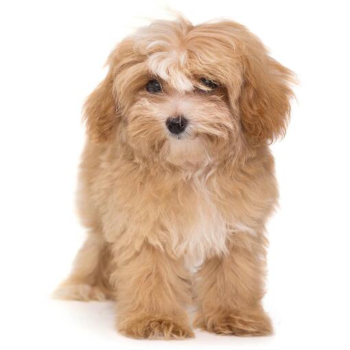 Maltipoo Hondenras