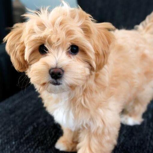 Maltipoo zit op schoot van de eigenaar