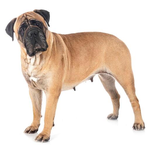 Mastiff Hondenras