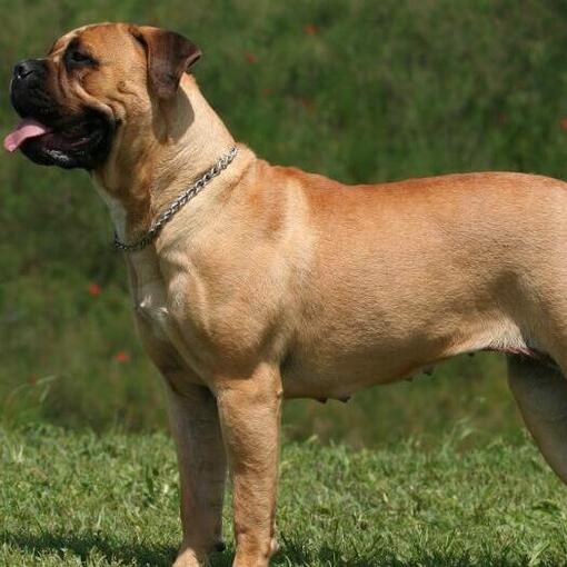 Mastiff staat in groen gras