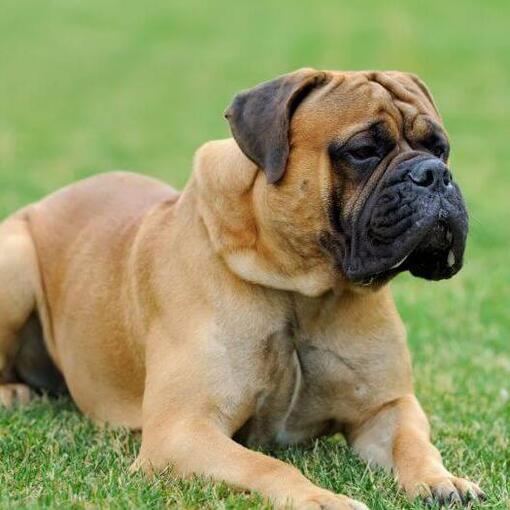 Mastiff ligt op groen gras