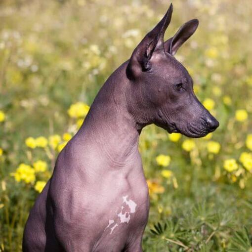 Hond zit in een geel bloemenveld