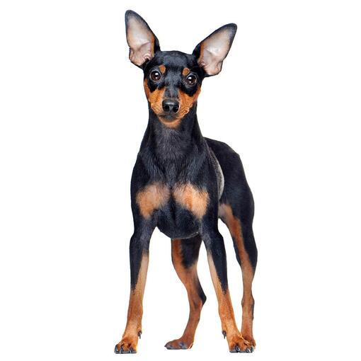 Dwergpinscher Hondenras
