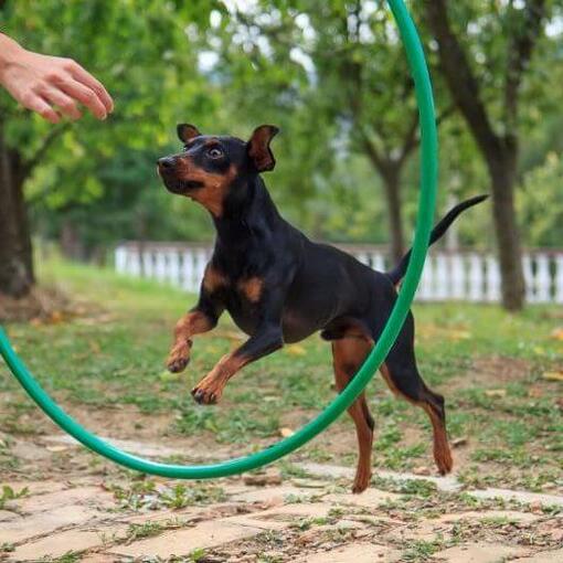 Hond springt door de training hoepel