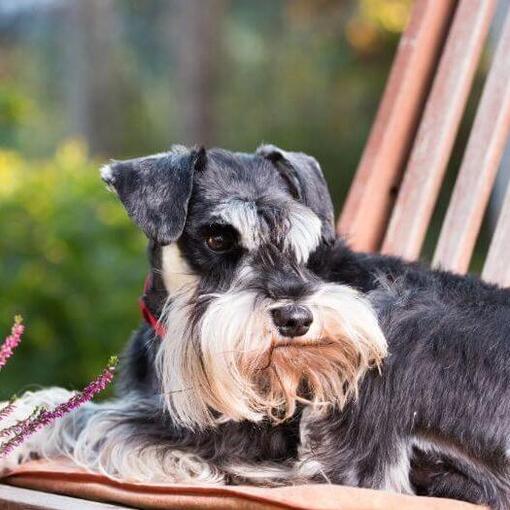 Dwergschnauzer ligt op een stoel in de tuin