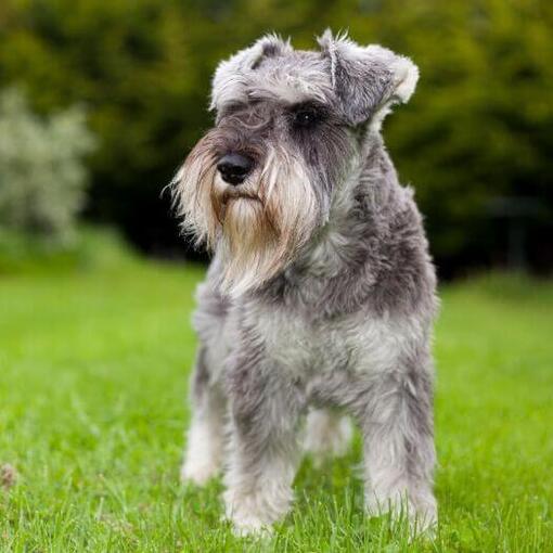 Dwergschnauzer staat op het gras