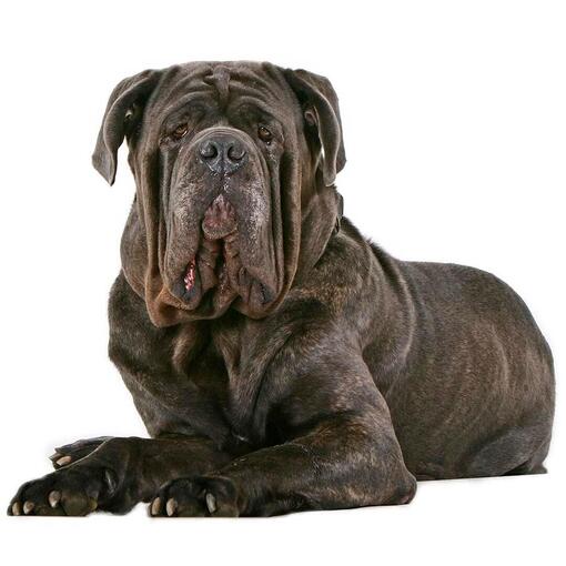 Mastino Napoletano Hondenras