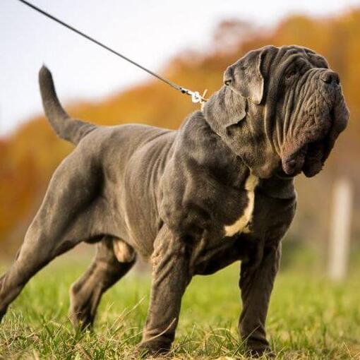 Mastino Napoletano aan een lijn