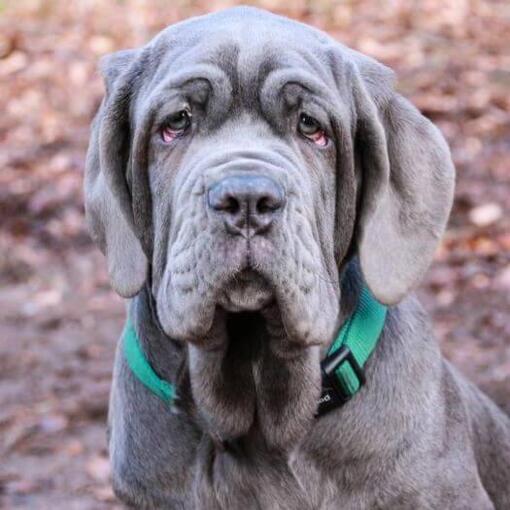 Mastino Napoletano met een groene halsband