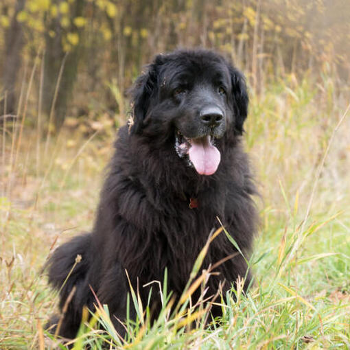 Newfoundlander staat in het bos