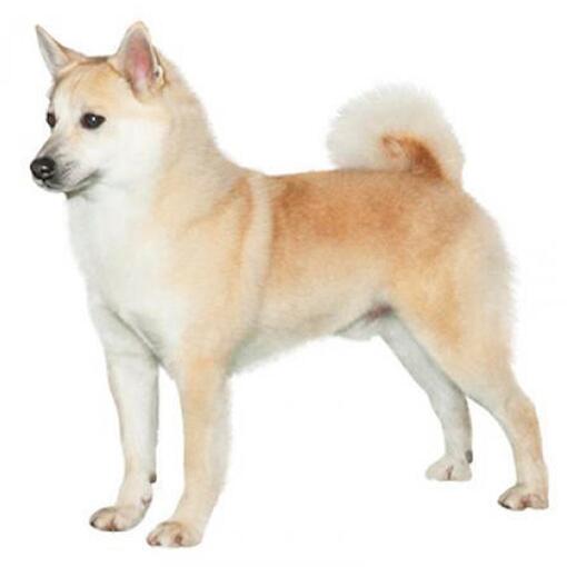 Noorse buhund hondenras
