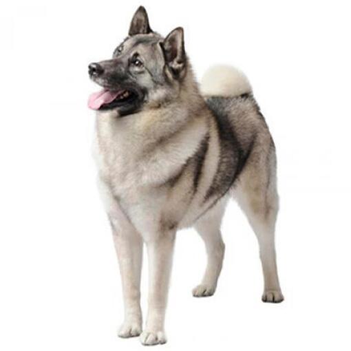 Noorse Elandhond Hondenras