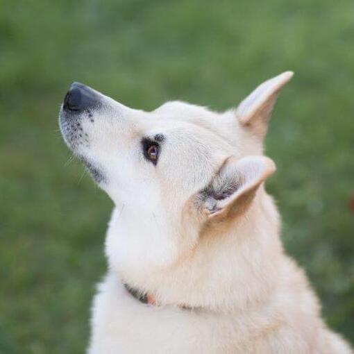 Noorse buhund staat in de tuin en kijkt naar voren