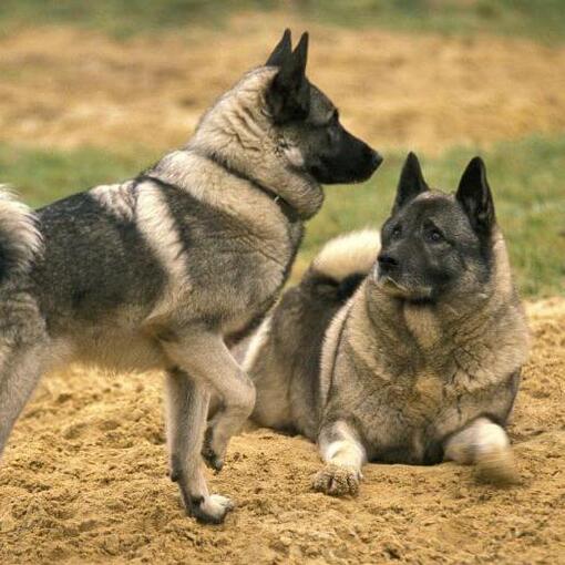 Twee Noorse Elandhond Honden zijn aan het spelen met elkaar op het gras