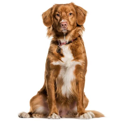 Nova Scotia Duck Tolling Retriever Hondenras