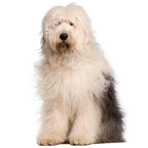 Old English Sheepdog Hondenras