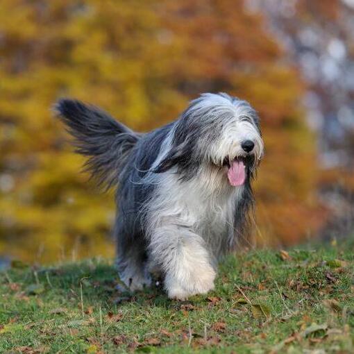 Old English Sheepdog rent op een grasveld