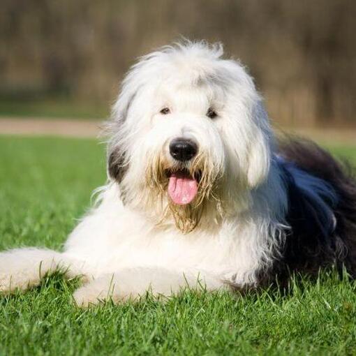 Old English Sheepdog ligt op het gras