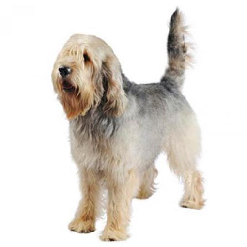 Otterhound Hondenras