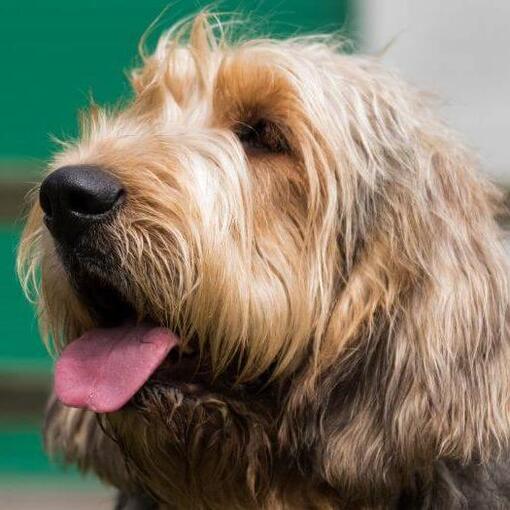 Otterhound kijkt in de verte