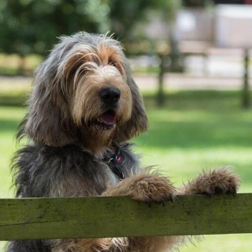 Otterhound leunt tegen een hek