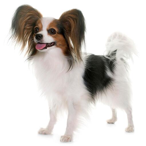 Vlinderhondje Hondenras