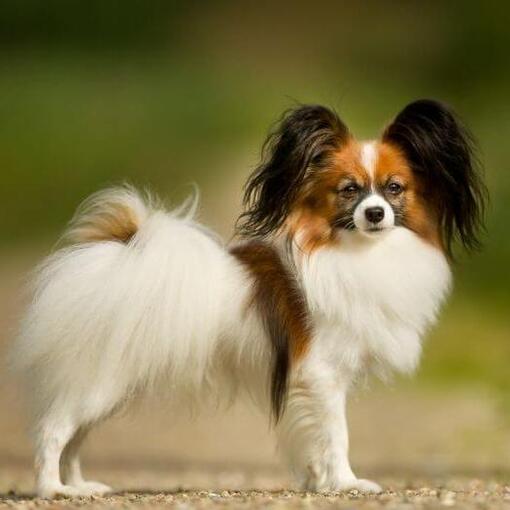 Vlinderhondje staat in het park
