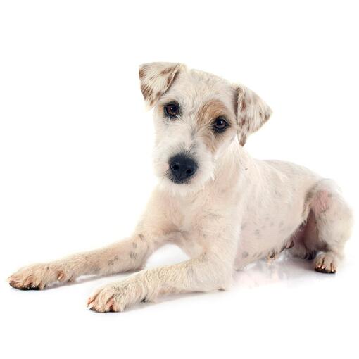 Jack Russel Terriër Hondenras