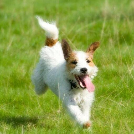 Jack Russel rent op het veld