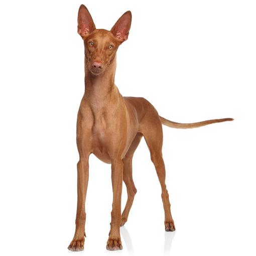 Pharaoh hondenras
