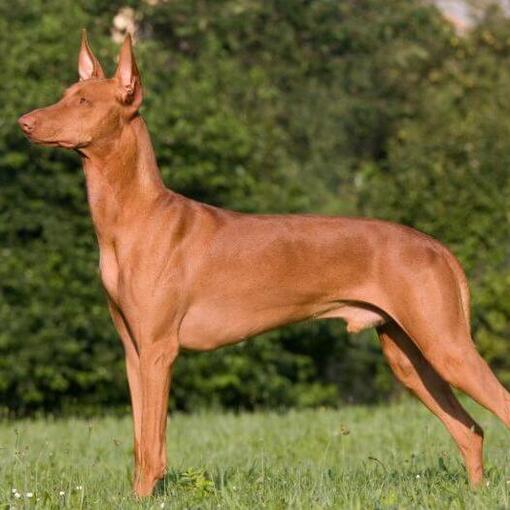 Pharaoh hond staat voor struiken