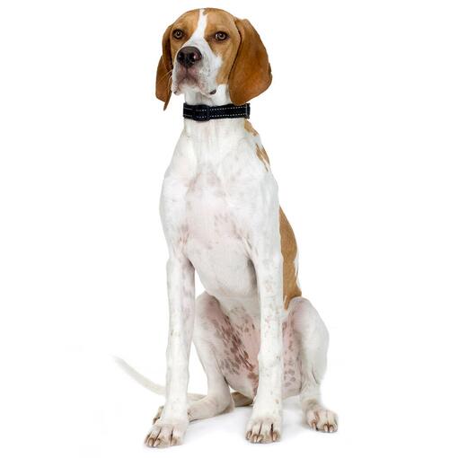 Pointer Hondenras