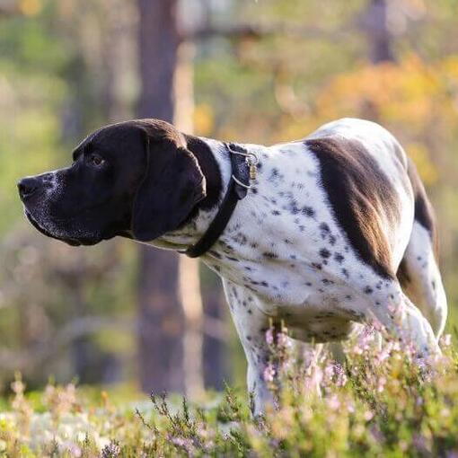 Pointer snuffelt en zoekt