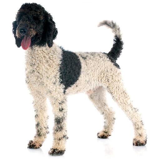 Portugese Waterhond Hondenras