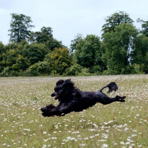 Portugese Waterhond rent in het veld