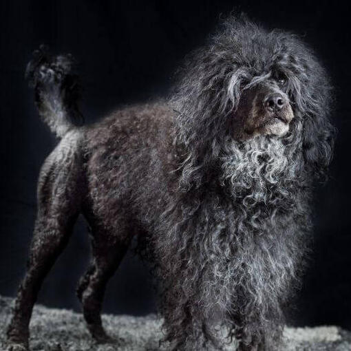 Portugese Waterhond staat in de nacht