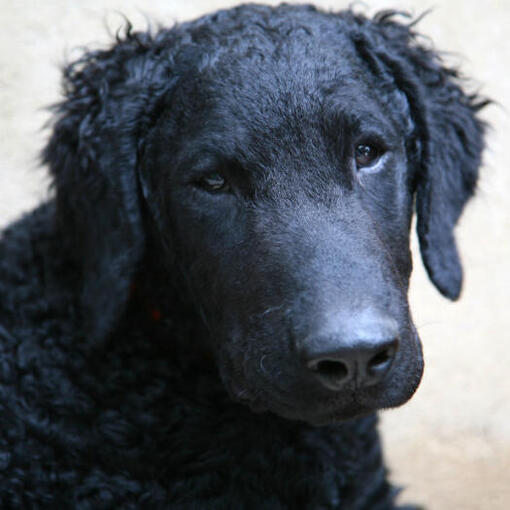 Zwarte curly coated Retriever kijkt