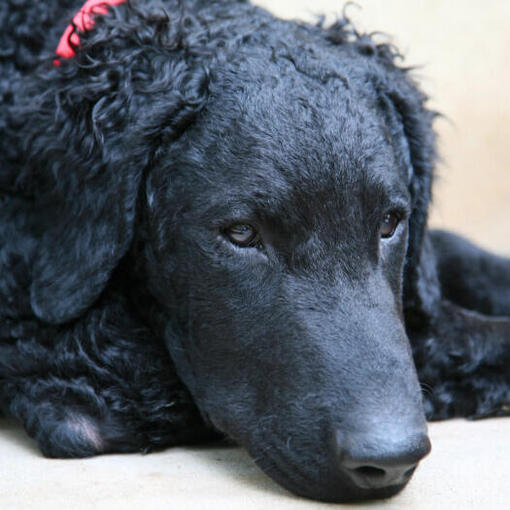Curly coated retriever met rode halsband ligt